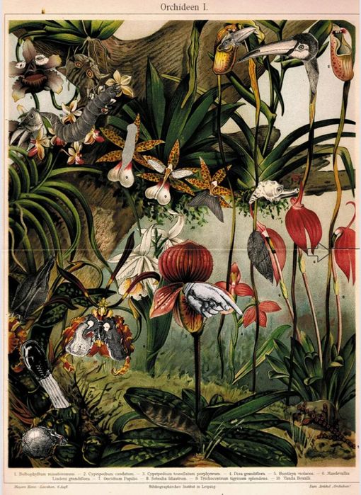 Plakat Orchidee Jagoda Stączek