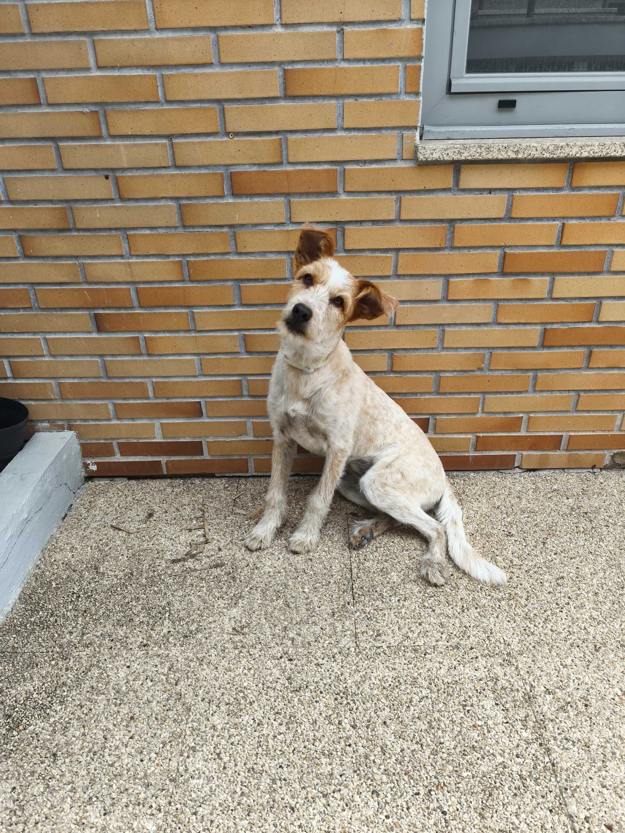 Cadela porte médio para adoção