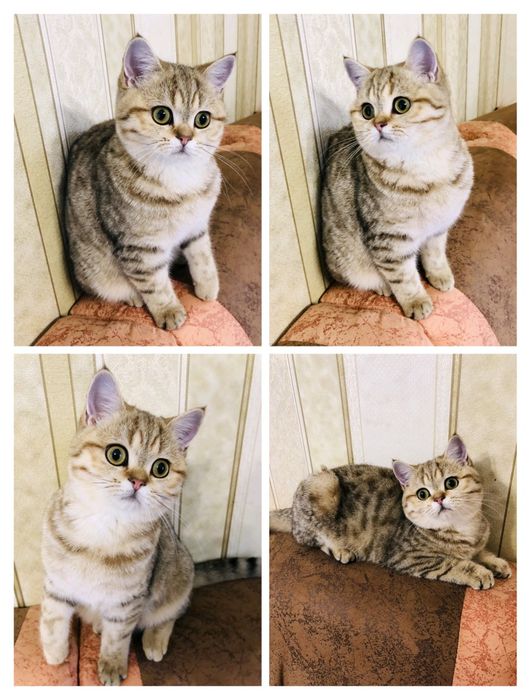 Золоті кошенята. Золота шиншилла. Купити в Київі в Україні.