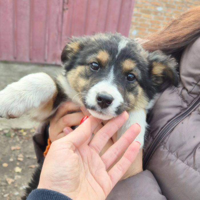 Цуцики в пошуках домівок!