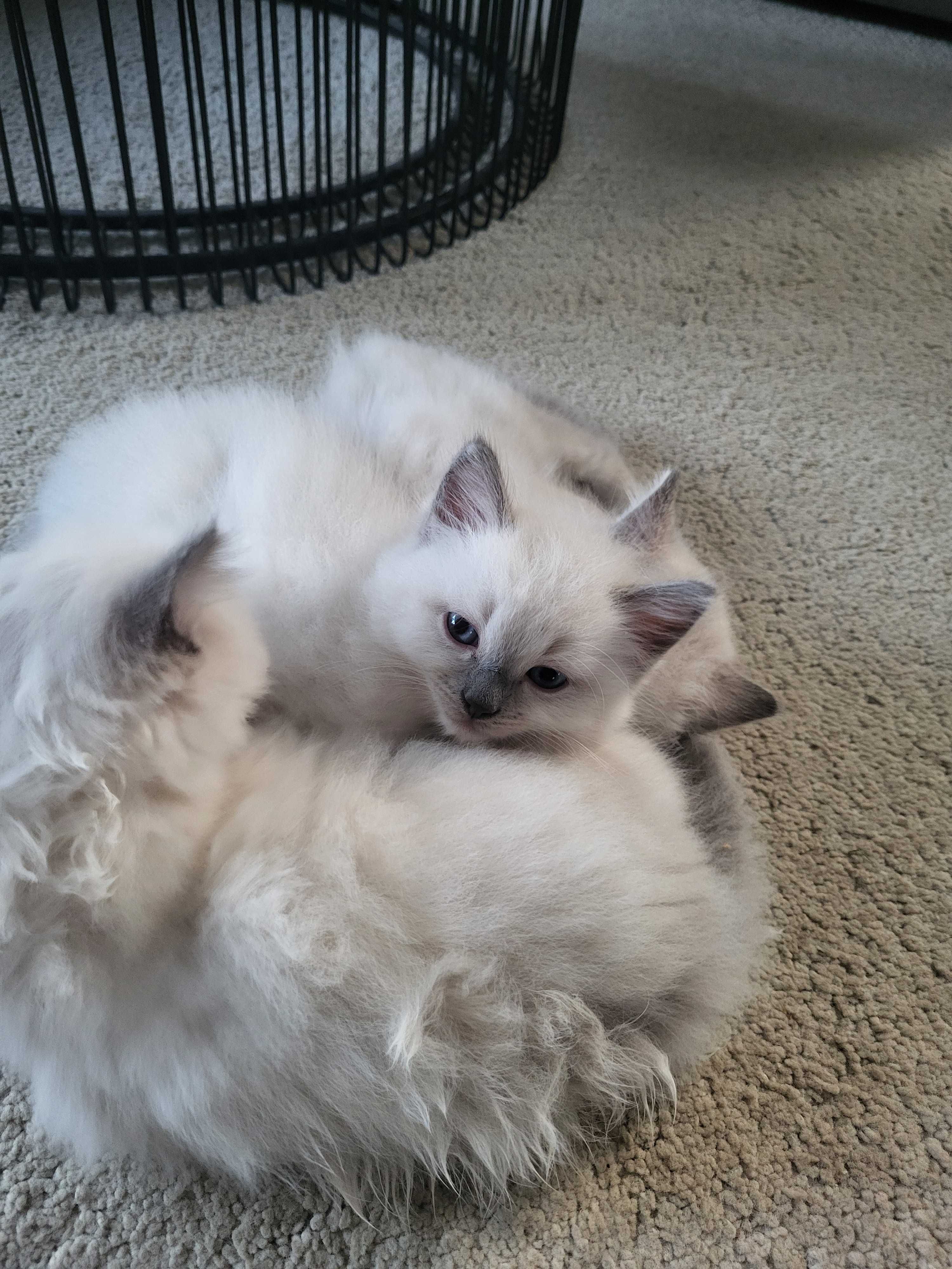 Kocięta rasy Ragdoll