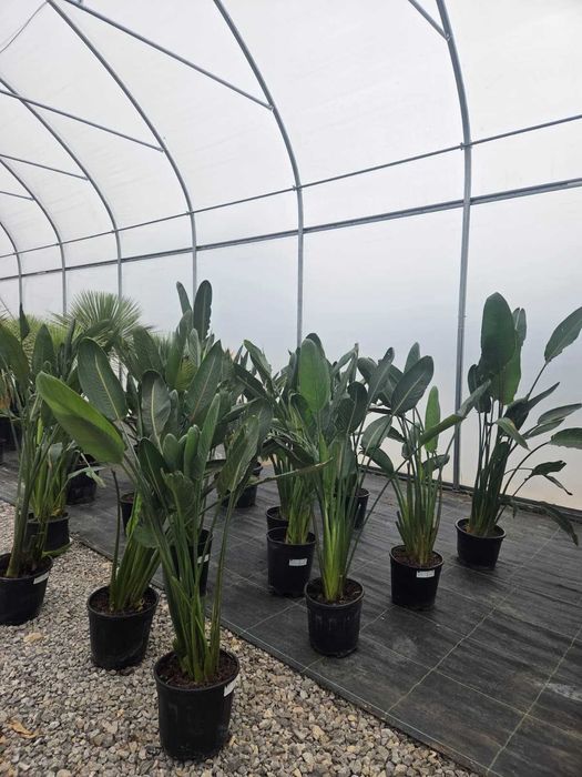 Strelitzia reginae – strelicja królewska