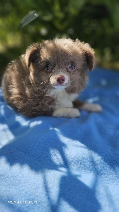 Лиловий чихомалюк бюджетно!