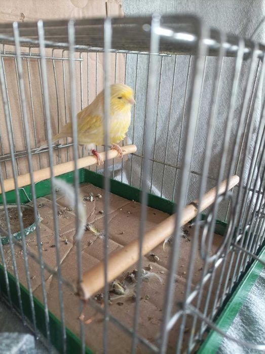 Samiec gloster czysty rasowo 2024 jesień kanarki podkarpacie Rzeszów