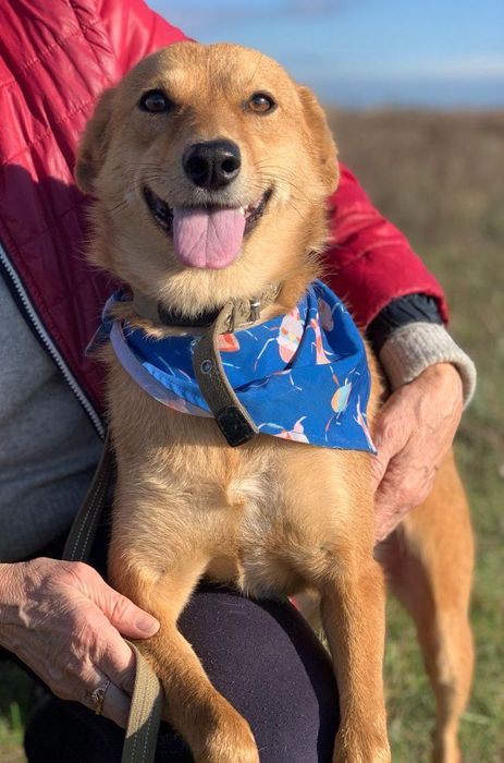 Лізонька шукає мамтата