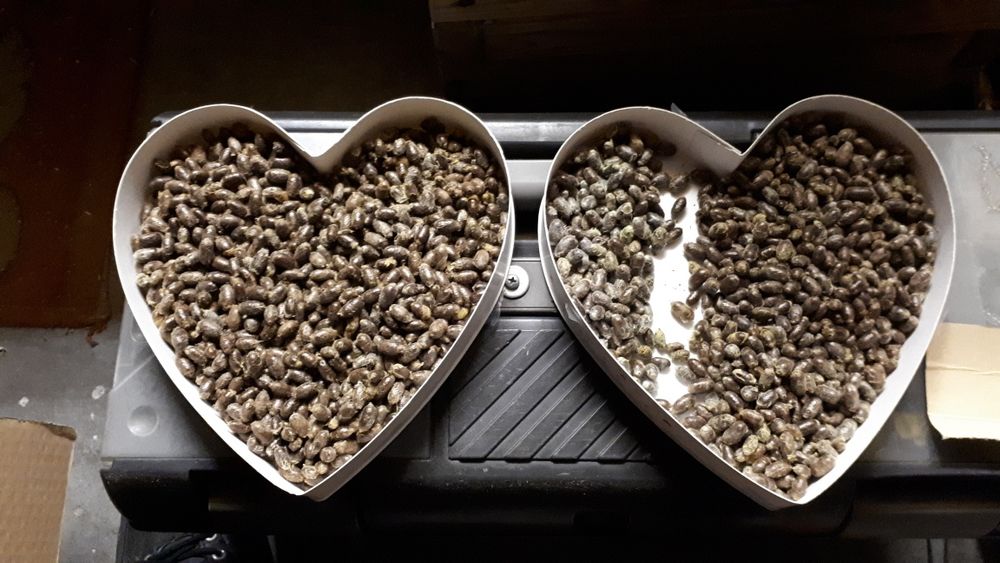 Murarka kokony +trzcina