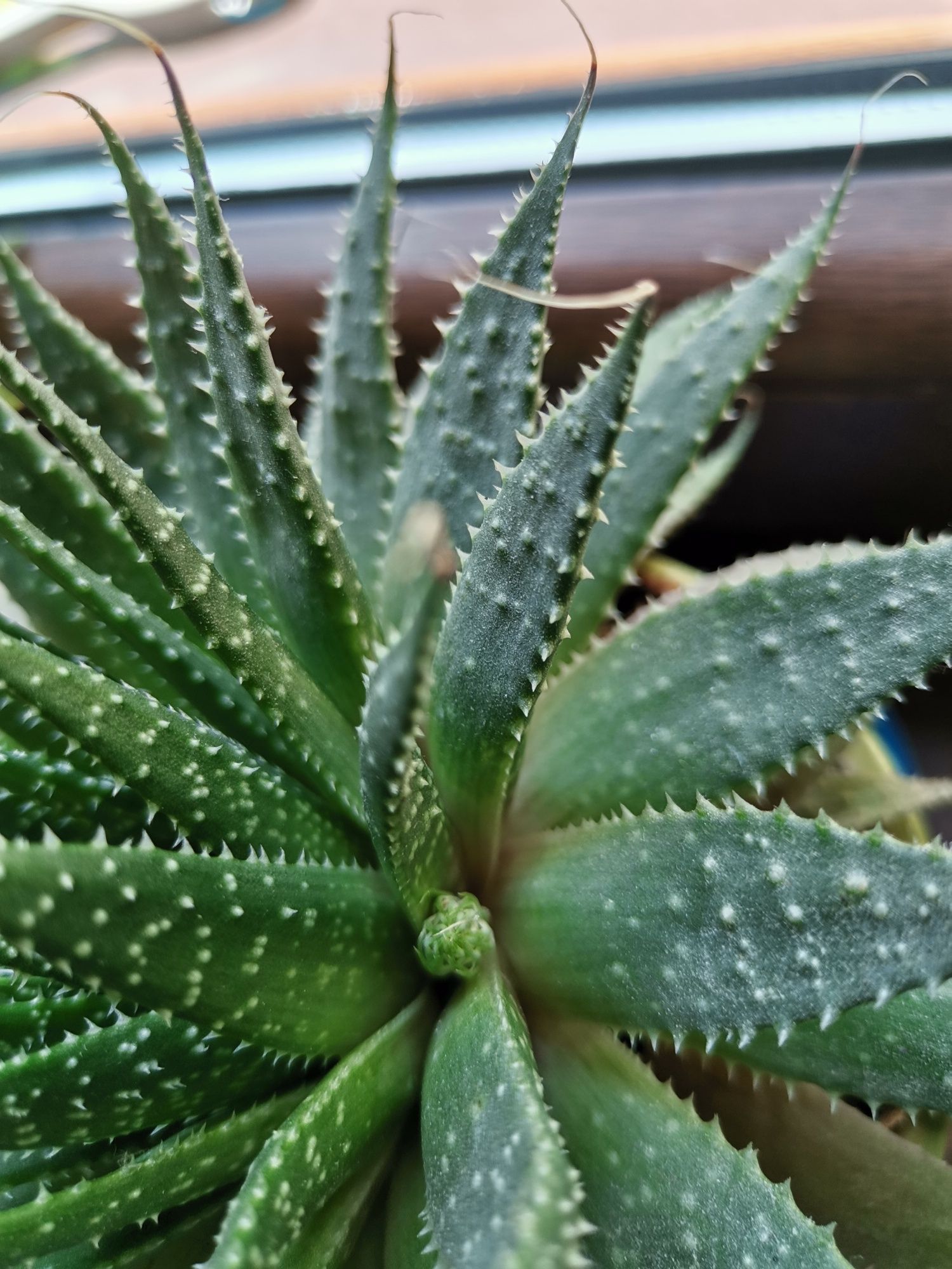 Aloes  ościsty piękny kwiat