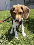 Cachorro Beagle 4 meses, vacinação completa