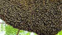 Rój pszczeli, rodzina pszczela