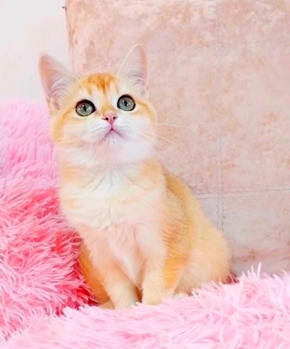 Золоті і срібні шиншили Чарівні шотландські кошенятка