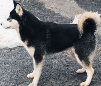 Сибірський хаскі -