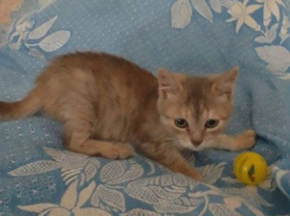 Кошенята 2 місяці в добрі рукі