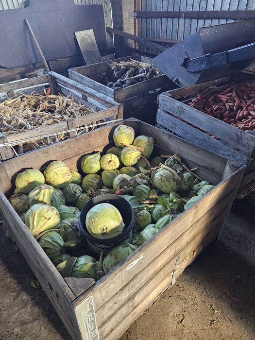 Warzywa dla zwierząt marchew kapusta burak pietruszka paszowa odpadowa