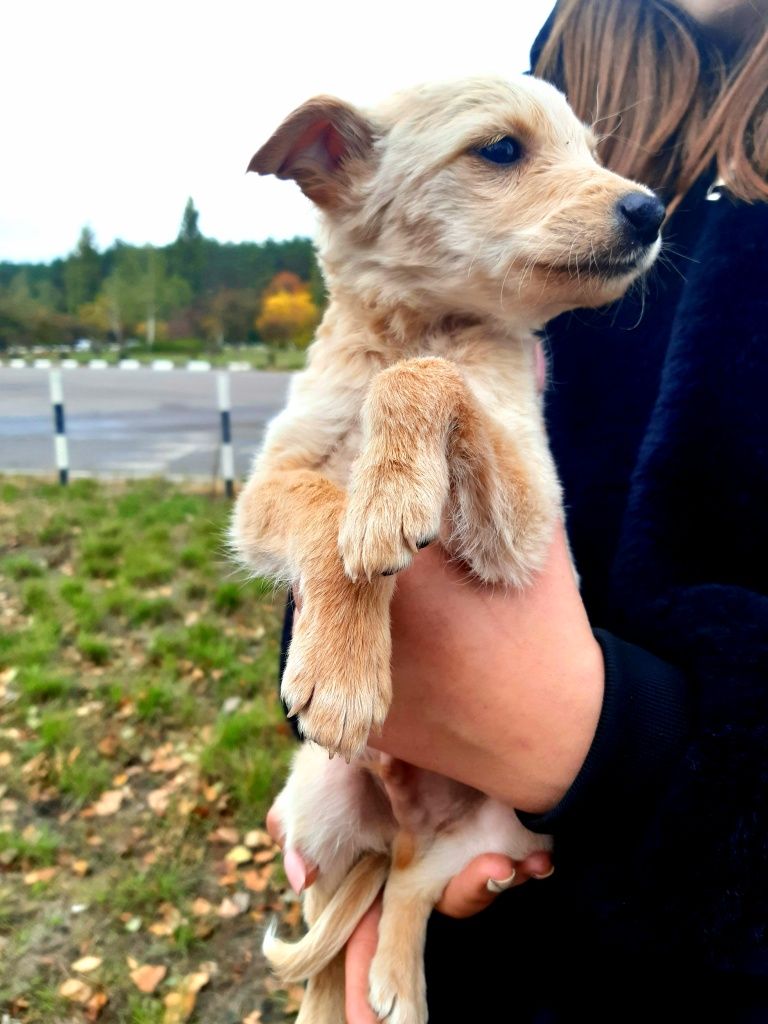 Подарую маленьких цуценят