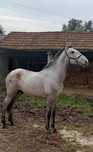 Poldro lusitano livro azul 24 meses grande 1,60cm ainda cresce mais