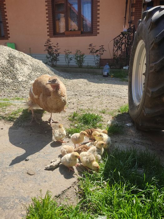 Індики  та яйця породи червоний бурбон