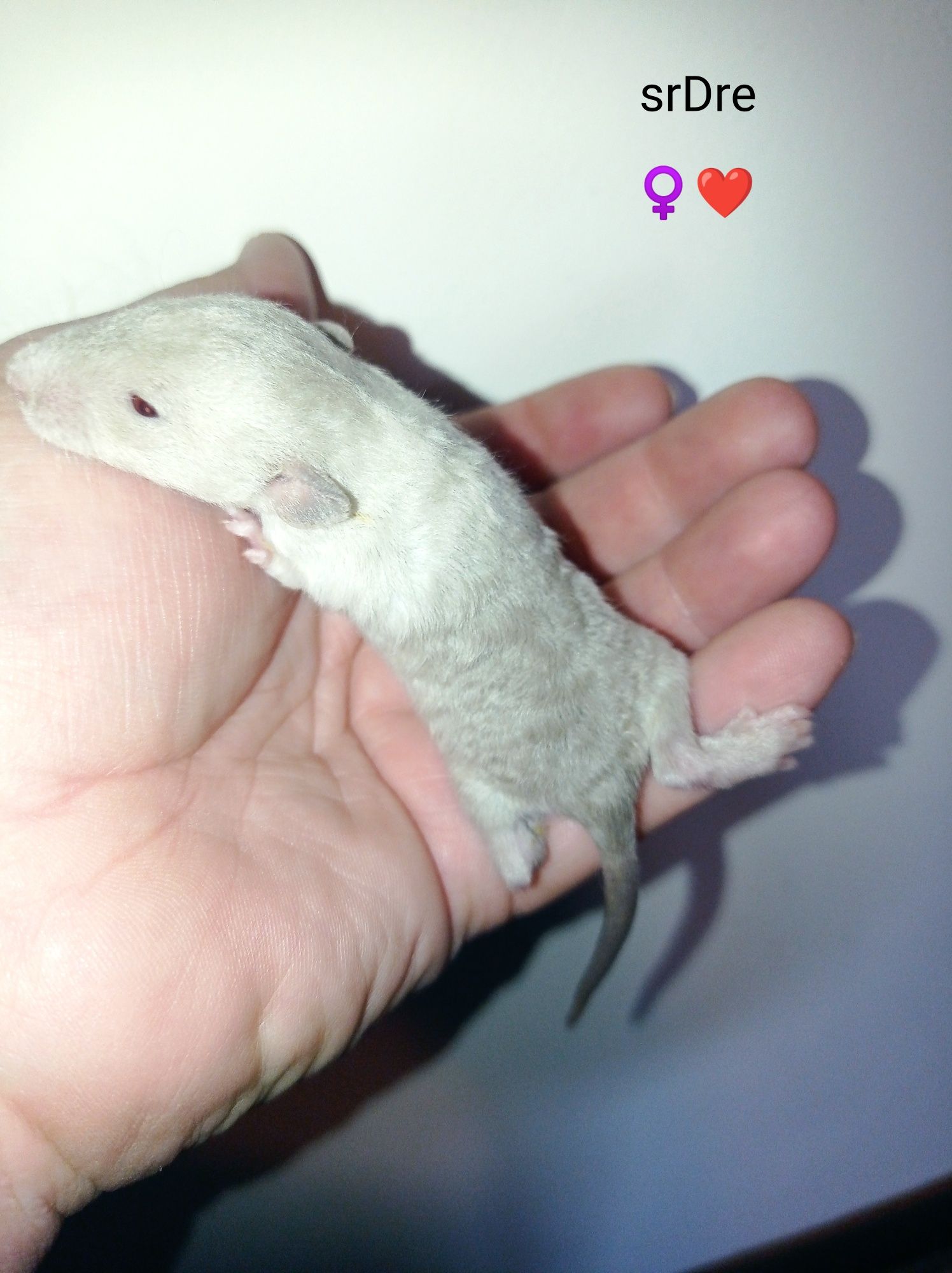 Szczurki DUMBO rex
