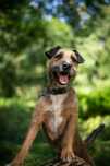 Benji uśmiechnięty terier szuka domu ADOPCJA
