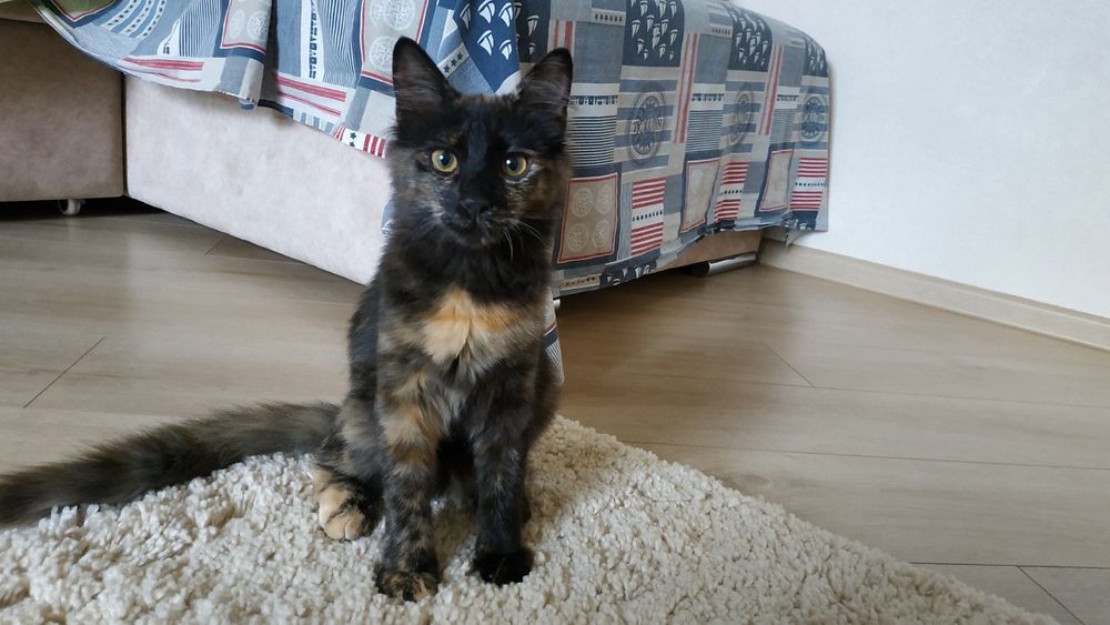 Шикарный котёнок бесплатно