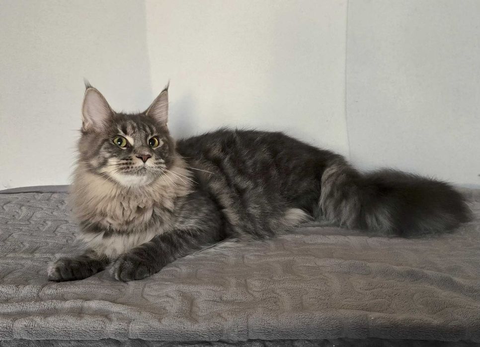 Koteczka Maine Coon Liri
