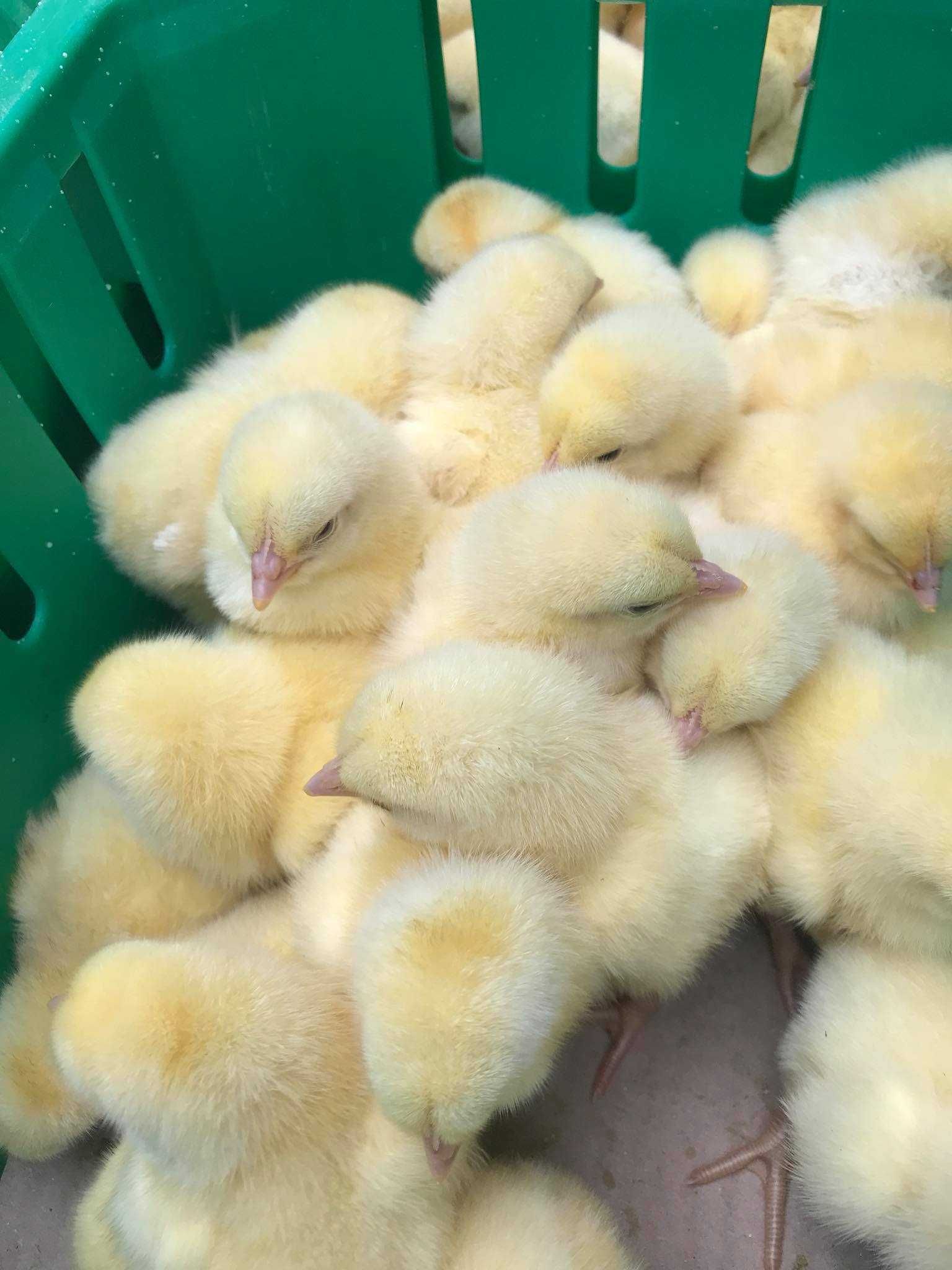 Kurczaki pisklęta nioski, Leghorn, Greenshell, Sussex, Rosa, Araucana