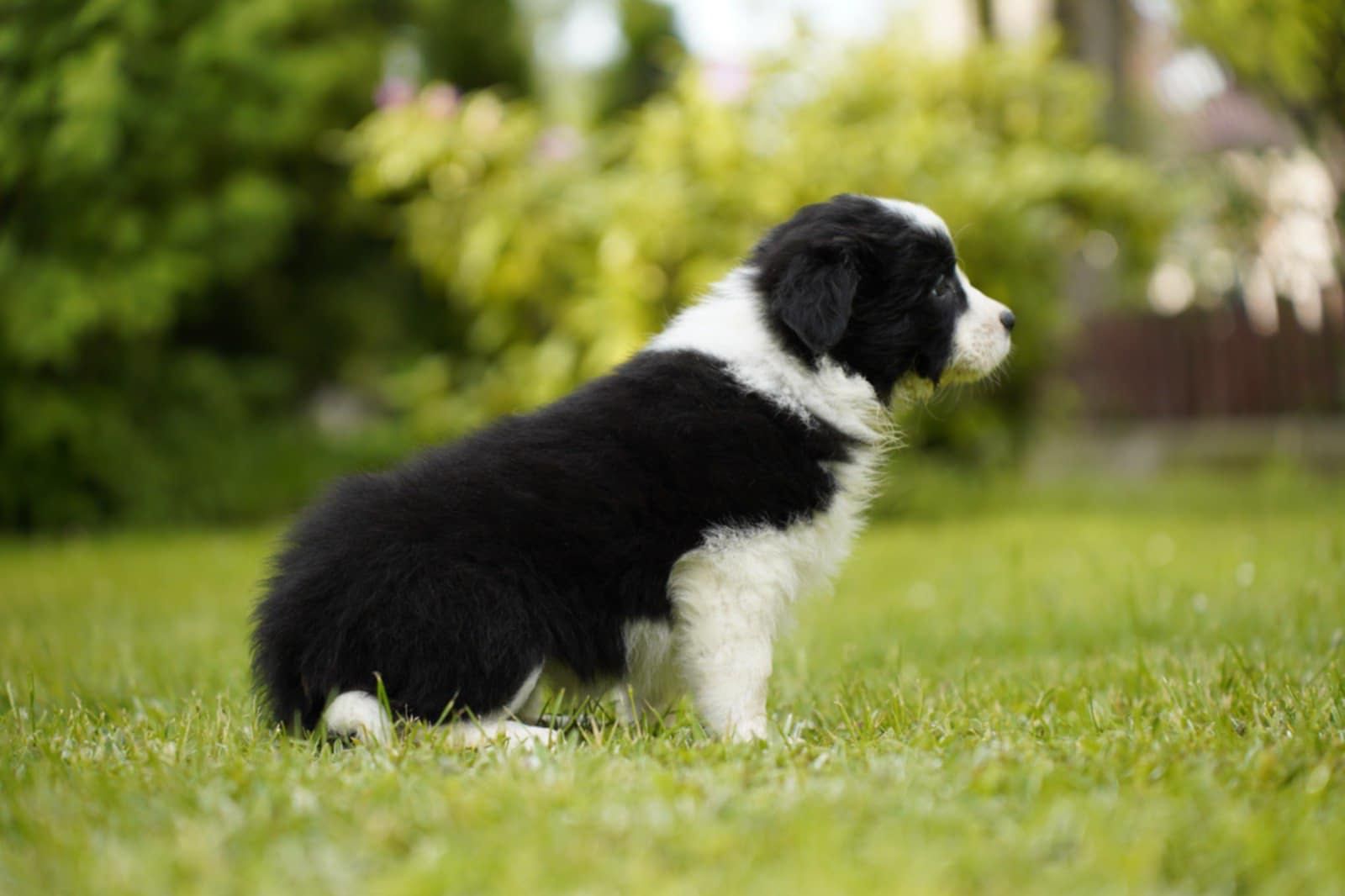 Szczenię Border Collie