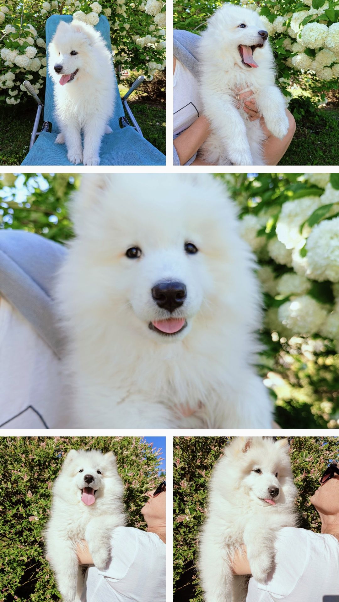 Szczeniaczek Samoyed ostatni piesek