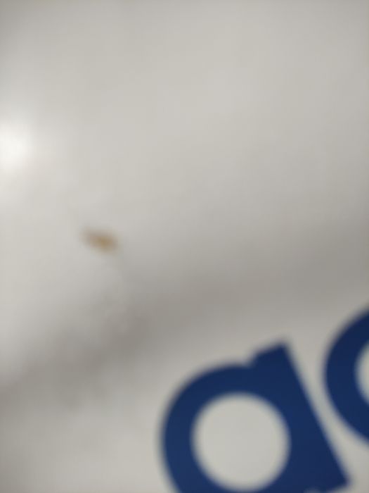 Torba  sportowa Adidas