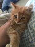 Кошеня котик в добрі руки