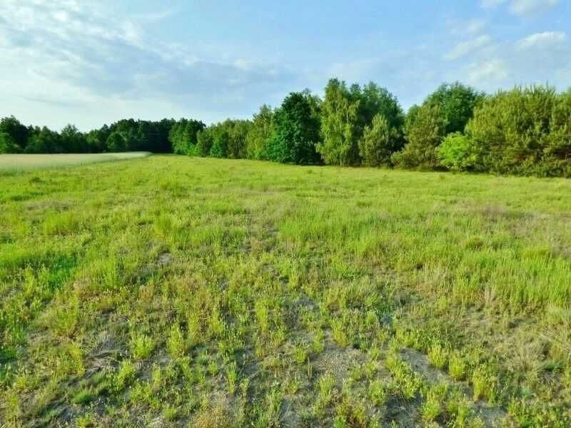 Sprzedam działkę 2,2ha przy "Węzeł Kozenin"skrzyżowaniu dróg s12 i s74