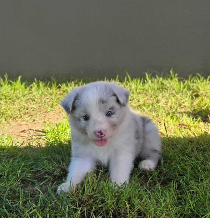 Border collie - piesek po Championie ZKwP