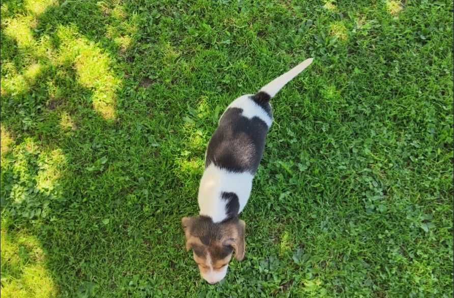 Szczeniak Beagle