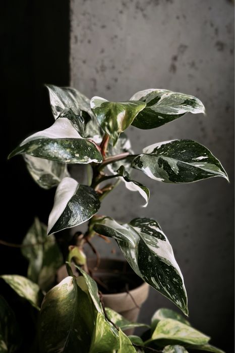 Philodendon White Princess - kolekcjonerski Filodendron / pędówki