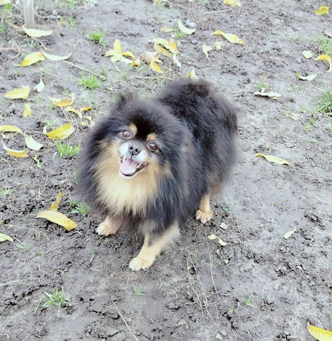 Доросла дівчинка шпіц