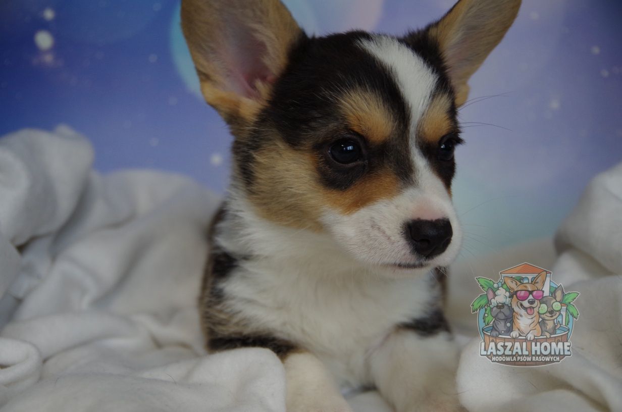Welsh Corgi Cardigan suczka DO ODBIORU