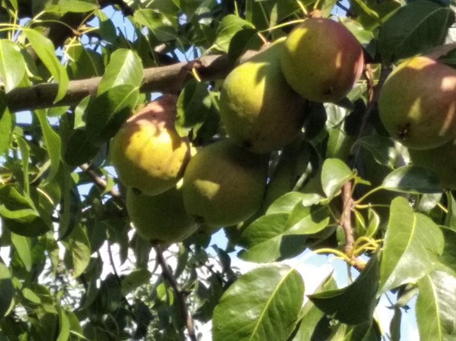 Обрізка фруктових дерев (саду)