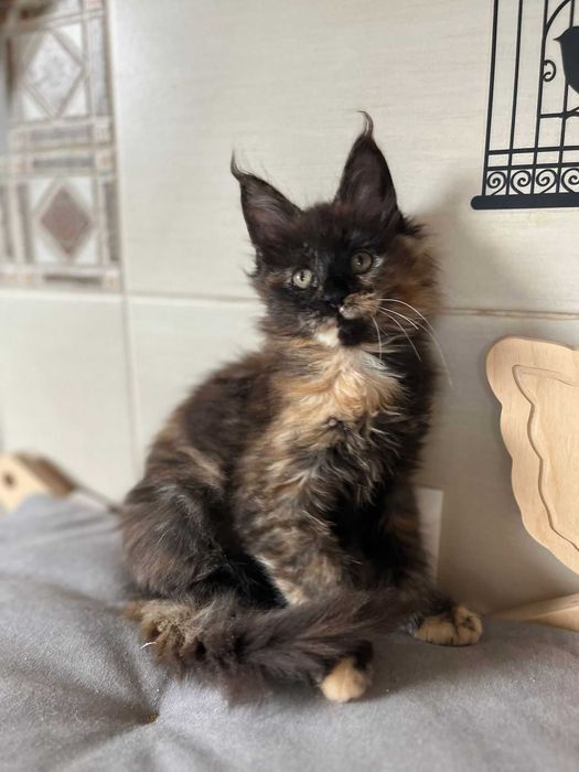 Kotka Maine coon czarna szylkretka f 09