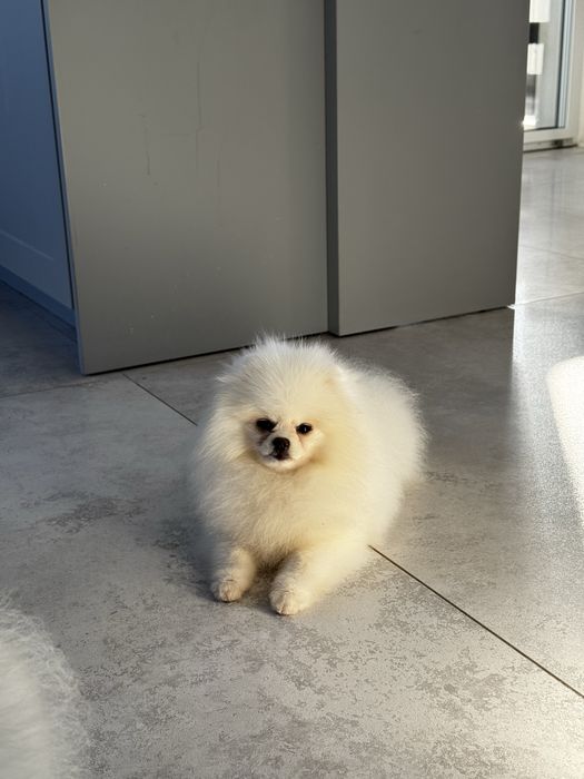 Szpic miniaturowy pomeranian