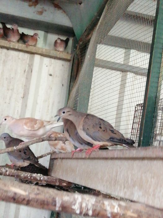 Rola Zenaida (casais)