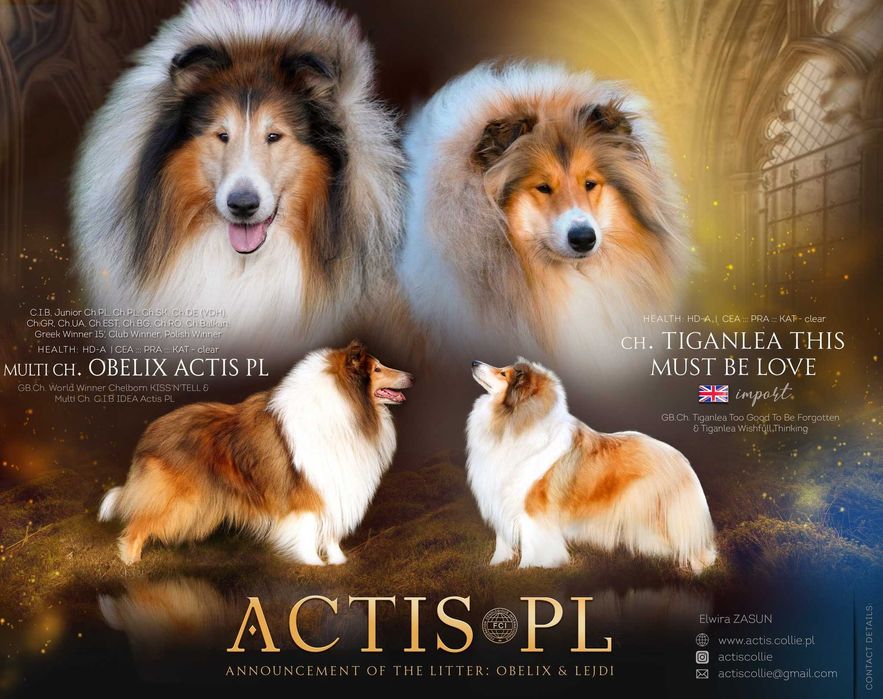 COLLIE Owczarek Szkocki młoda suczka po Multi Championie