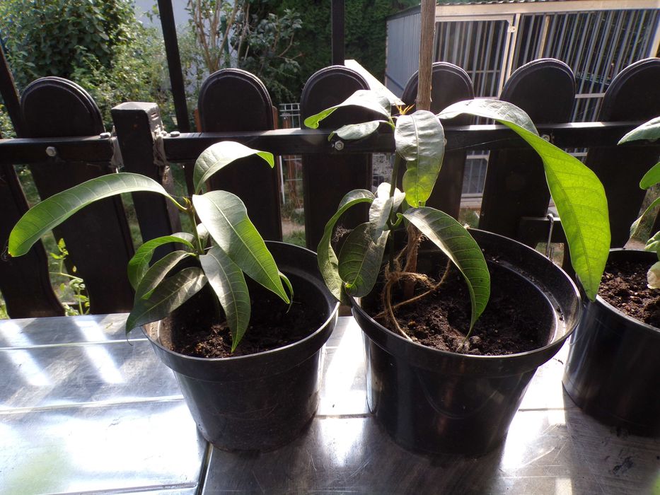 Sadzonka cytryny w doniczce mango awokado