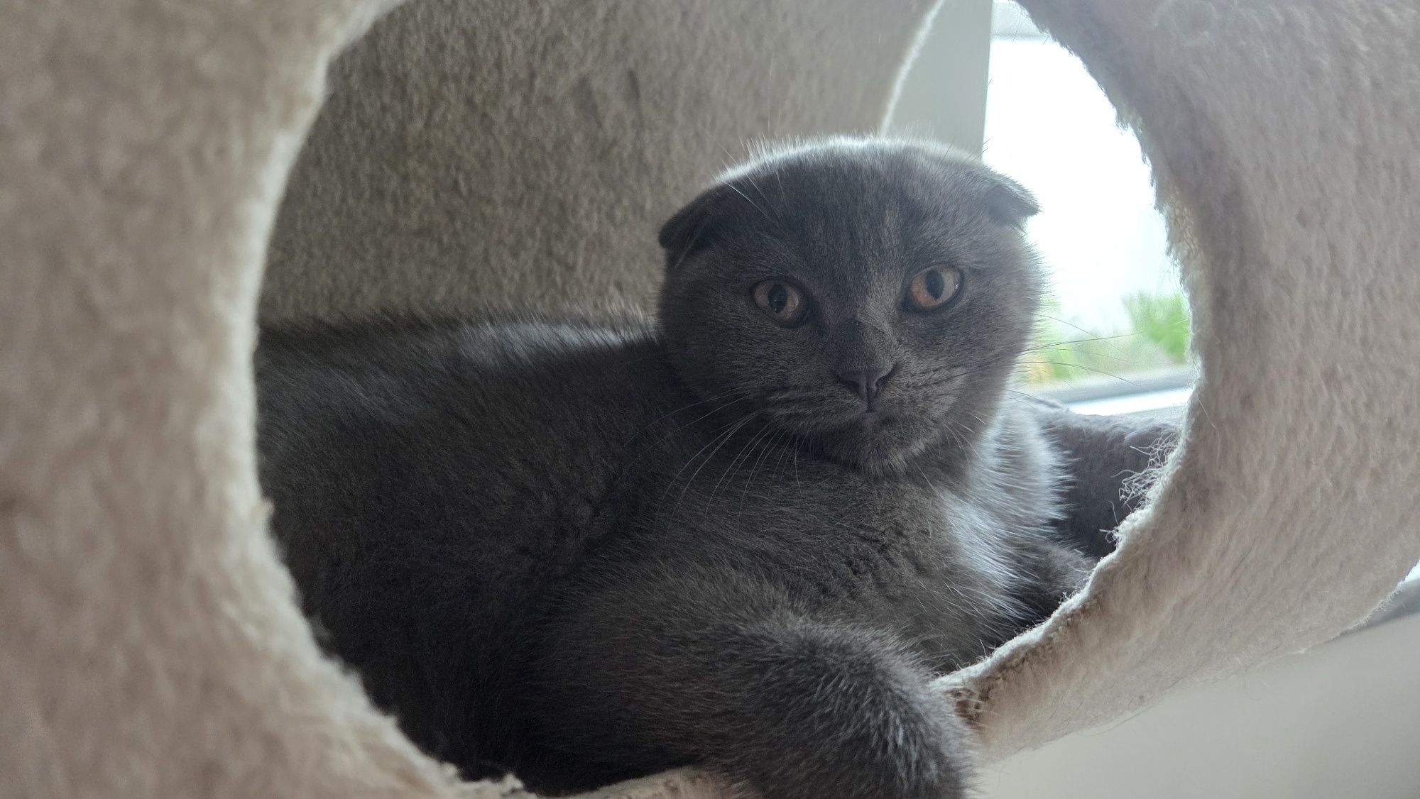 Gato Scottish Fold Cinzento