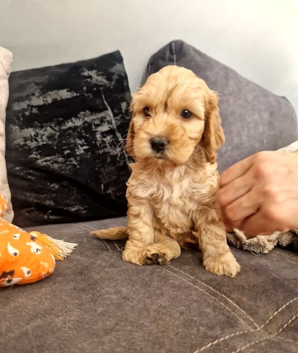 Piesek cockapoo piesek