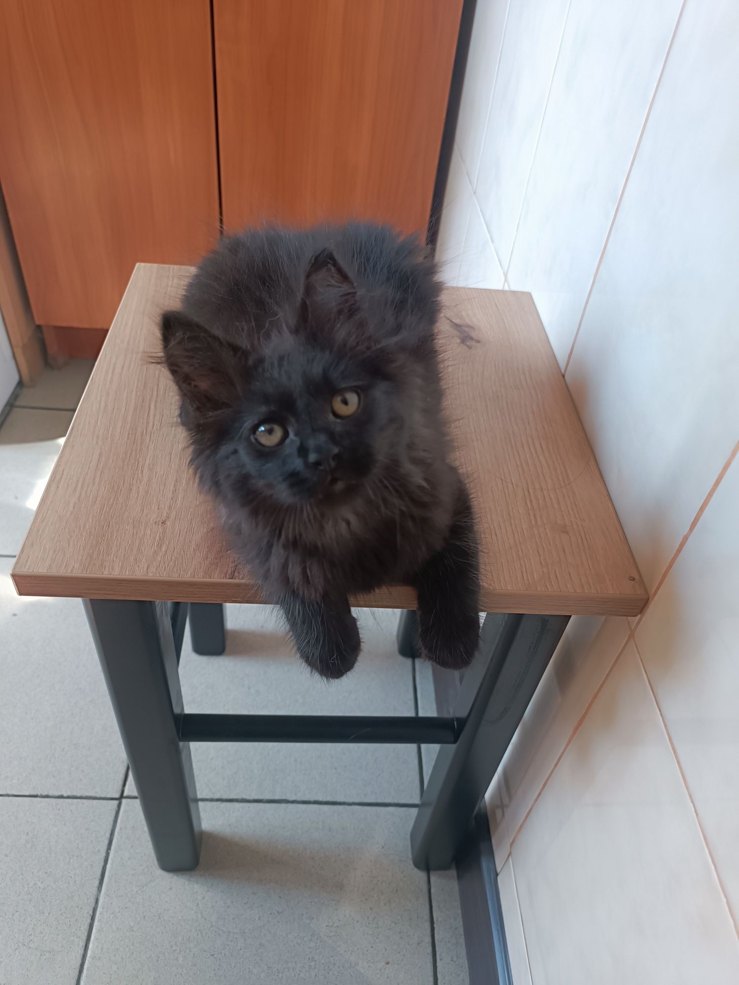 Котенок в хорошие руки
