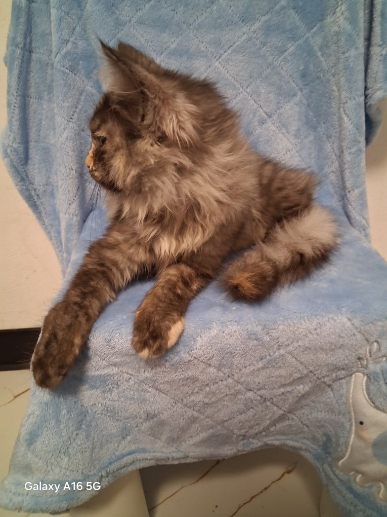 Kocur/Kotka Maine Coon!