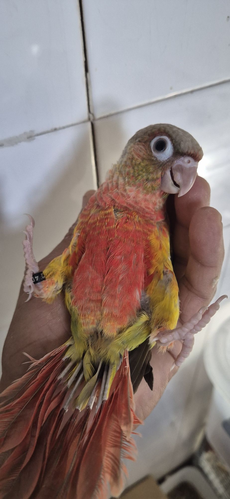 Pyrrhura pinaple criada a mão