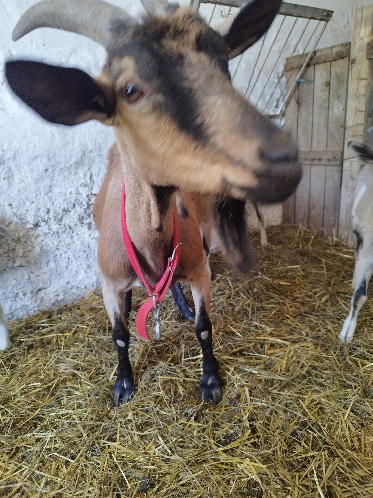 Sprzedam kozę z mlekiem