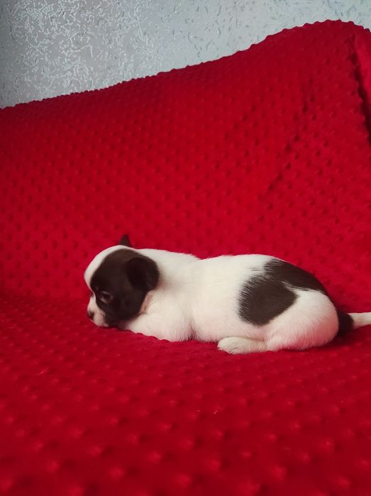 ЧУДО малыш чихуахуа!!!