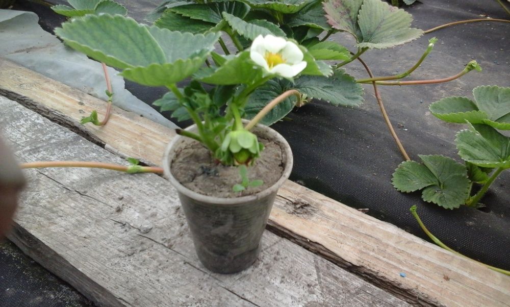 Россада клубіки АЛЬБІОН оригінал