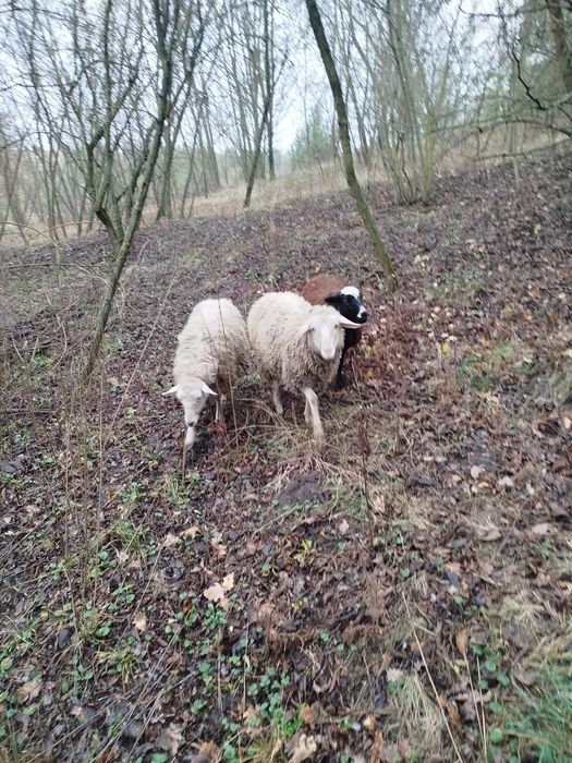 Продаю баранів .